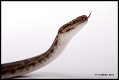 2011-07-30 Snakes shoot 059